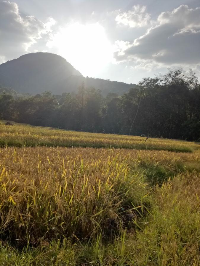 Ancient Gardens Villa Pinnawala (Kegalle) Exterior foto